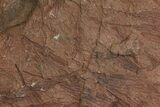 Wide, Eocrinoid (Ascocystites) Plate - Ordovician #118226-1